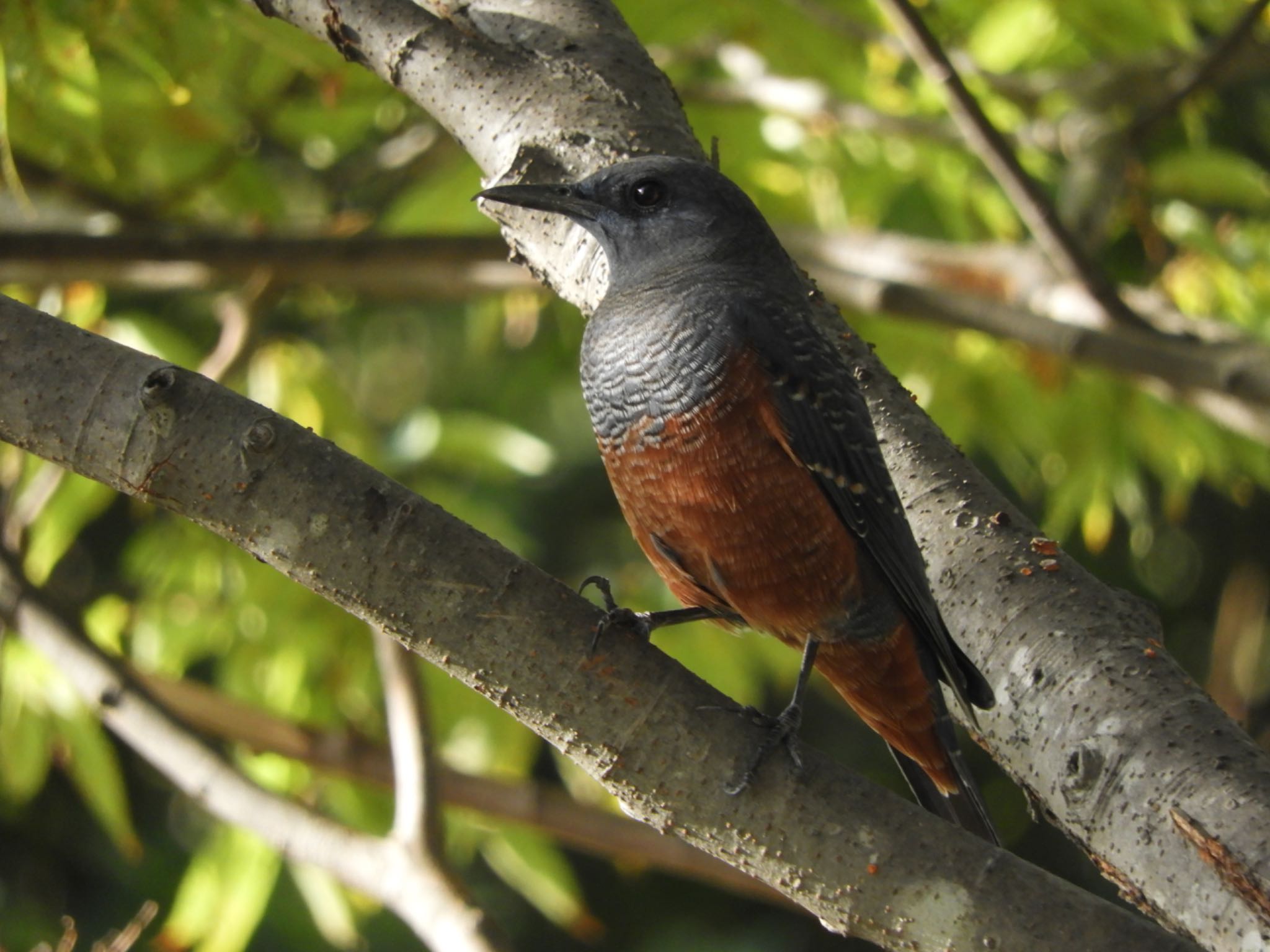 Blue Rock Thrush