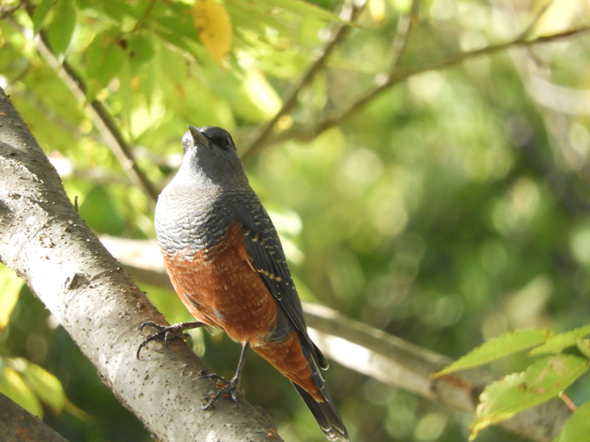 Blue Rock Thrush