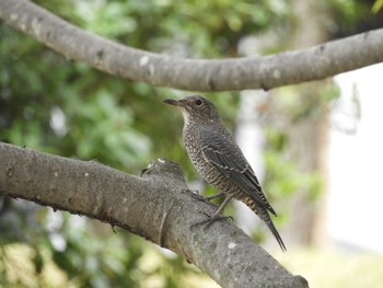 2023年9月2日(土) 木津川市の野鳥観察記録