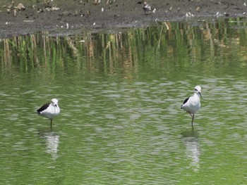 セイタカシギ 東京港野鳥公園 2023年9月2日(土)