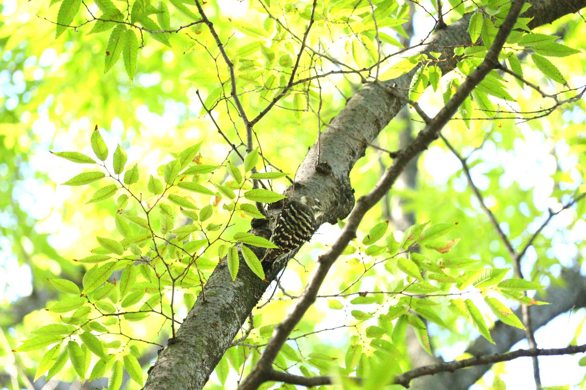 Japanese Pygmy Woodpecker