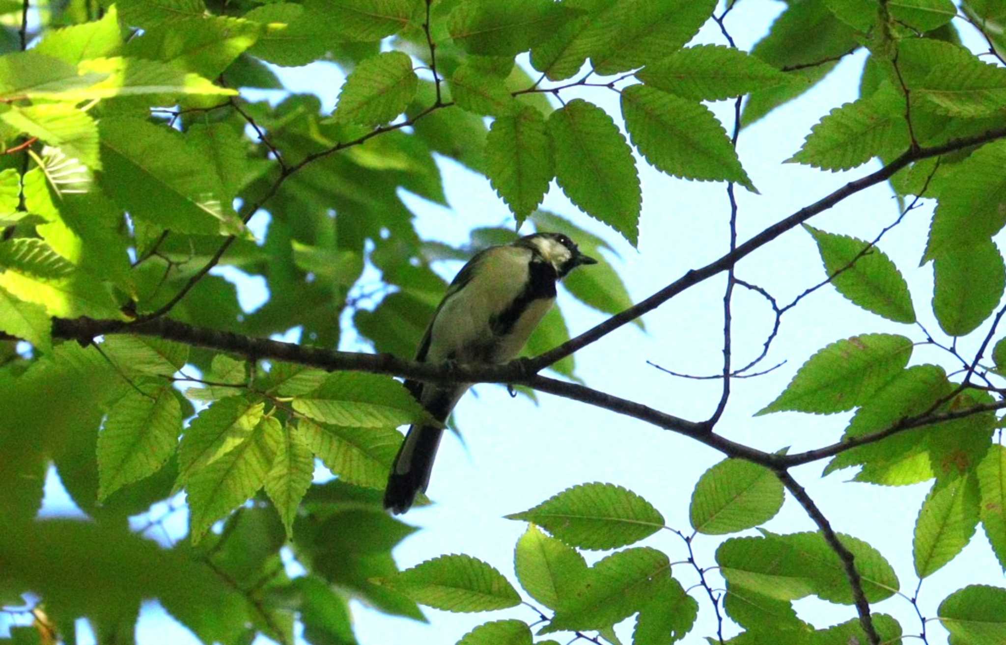 Japanese Tit