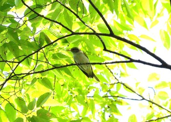 2023年9月1日(金) 上野台公園（東海市）の野鳥観察記録