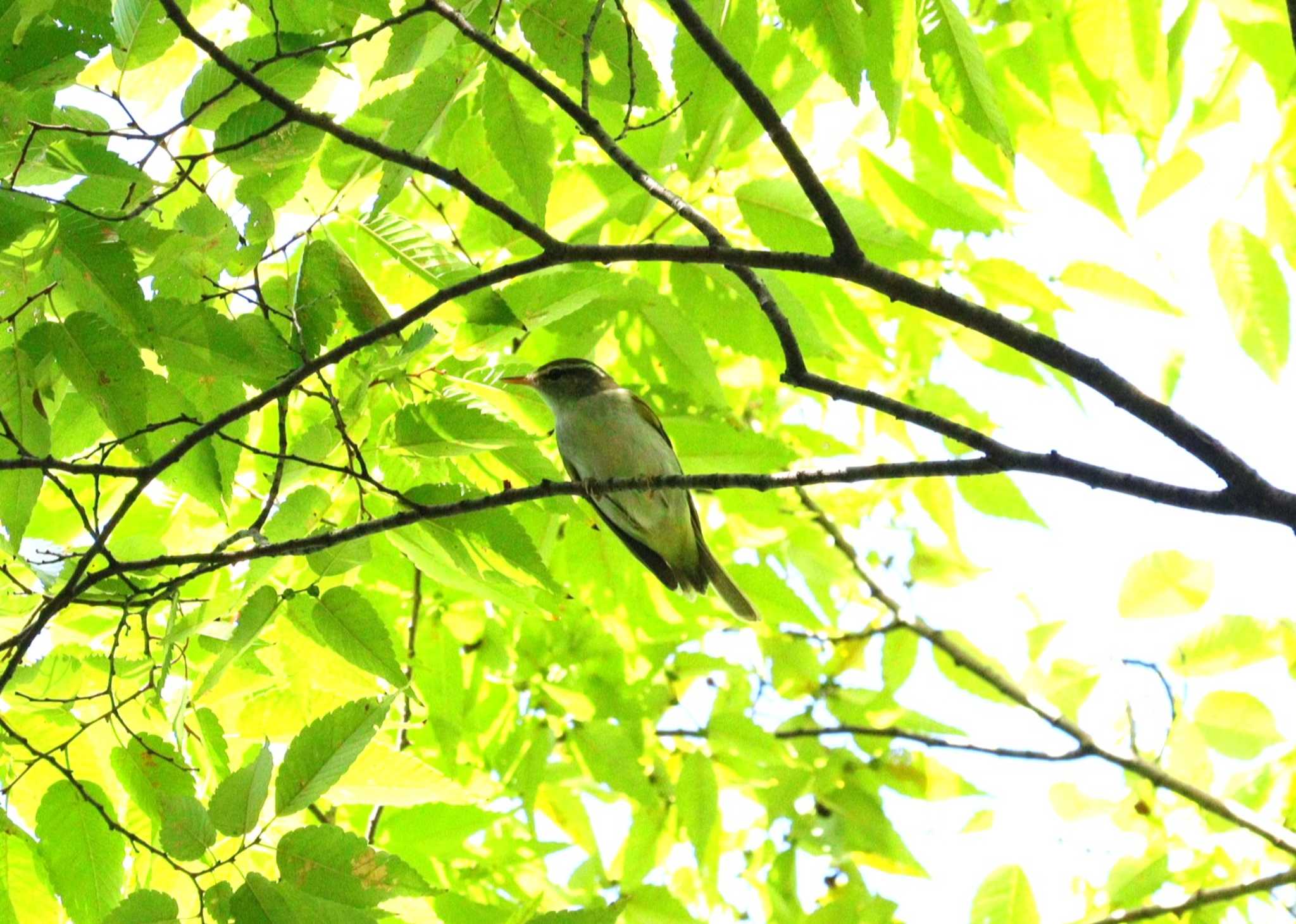 Eastern Crowned Warbler