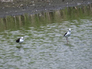 セイタカシギ 東京港野鳥公園 2023年9月2日(土)