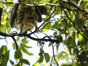 アオバト 東京港野鳥公園 2023年9月2日(土)