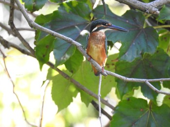 カワセミ 東京港野鳥公園 2023年9月2日(土)