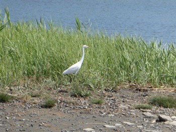 チュウサギ 東京港野鳥公園 2023年9月2日(土)