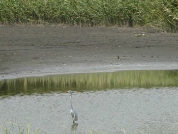 2023年9月2日(土) 東京港野鳥公園の野鳥観察記録