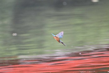 カワセミ 八景水谷公園 2023年9月2日(土)