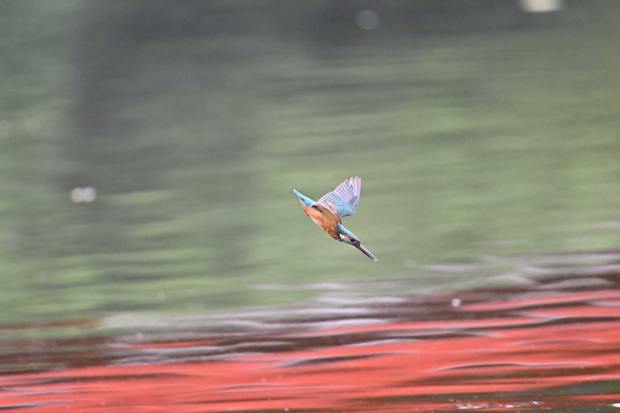 八景水谷公園 カワセミの写真 by たけし