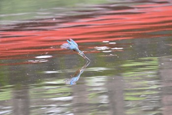 カワセミ 八景水谷公園 2023年9月2日(土)