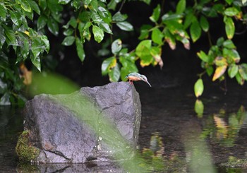 カワセミ 八景水谷公園 2023年9月2日(土)