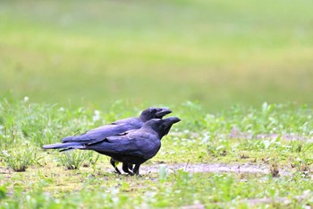 ハシブトガラス 神楽岡公園 2023年8月31日(木)