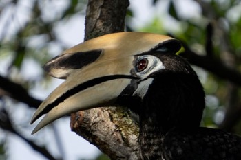 キタカササギサイチョウ Pasir Ris Park (Singapore) 2023年9月2日(土)