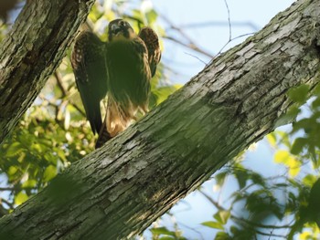 Eurasian Hobby 北海道 Sun, 8/20/2023