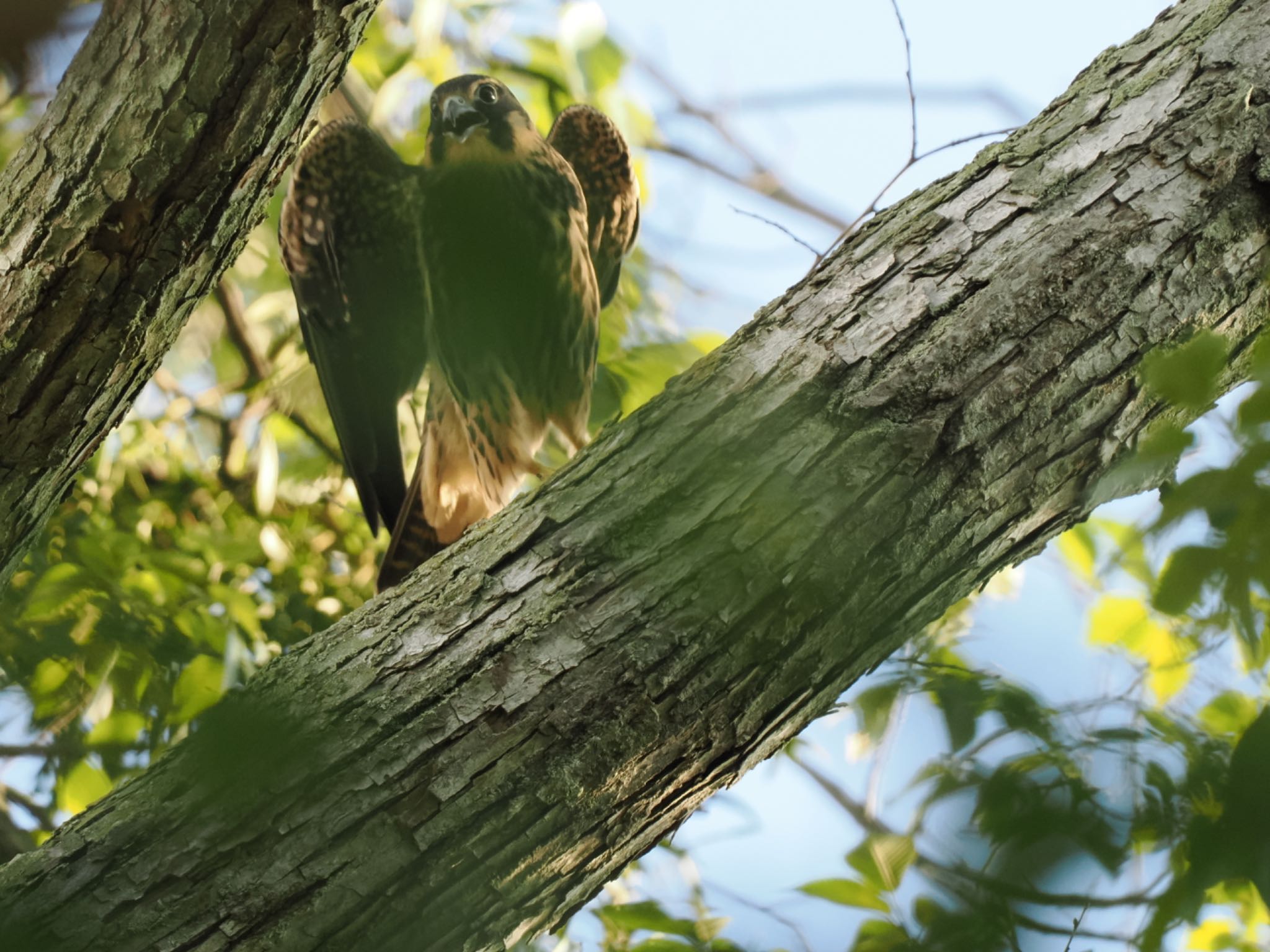 Photo of Eurasian Hobby at 北海道 by マカロン