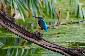 2023年9月2日(土) 茶臼山の野鳥観察記録