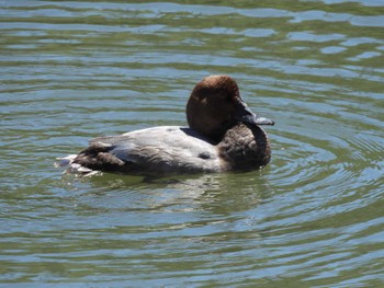 ホシハジロ 東京港野鳥公園 2023年9月2日(土)