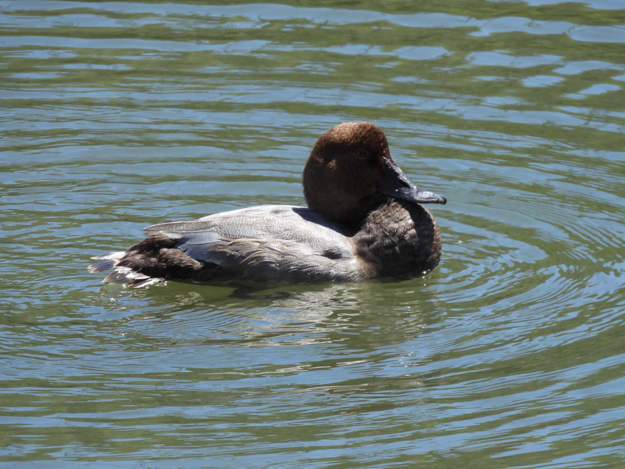 東京港野鳥公園 ホシハジロの写真 by かあちゃん