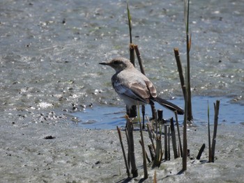 ハクセキレイ 東京港野鳥公園 2023年9月2日(土)