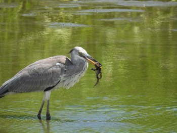 アオサギ 東京港野鳥公園 2023年9月2日(土)