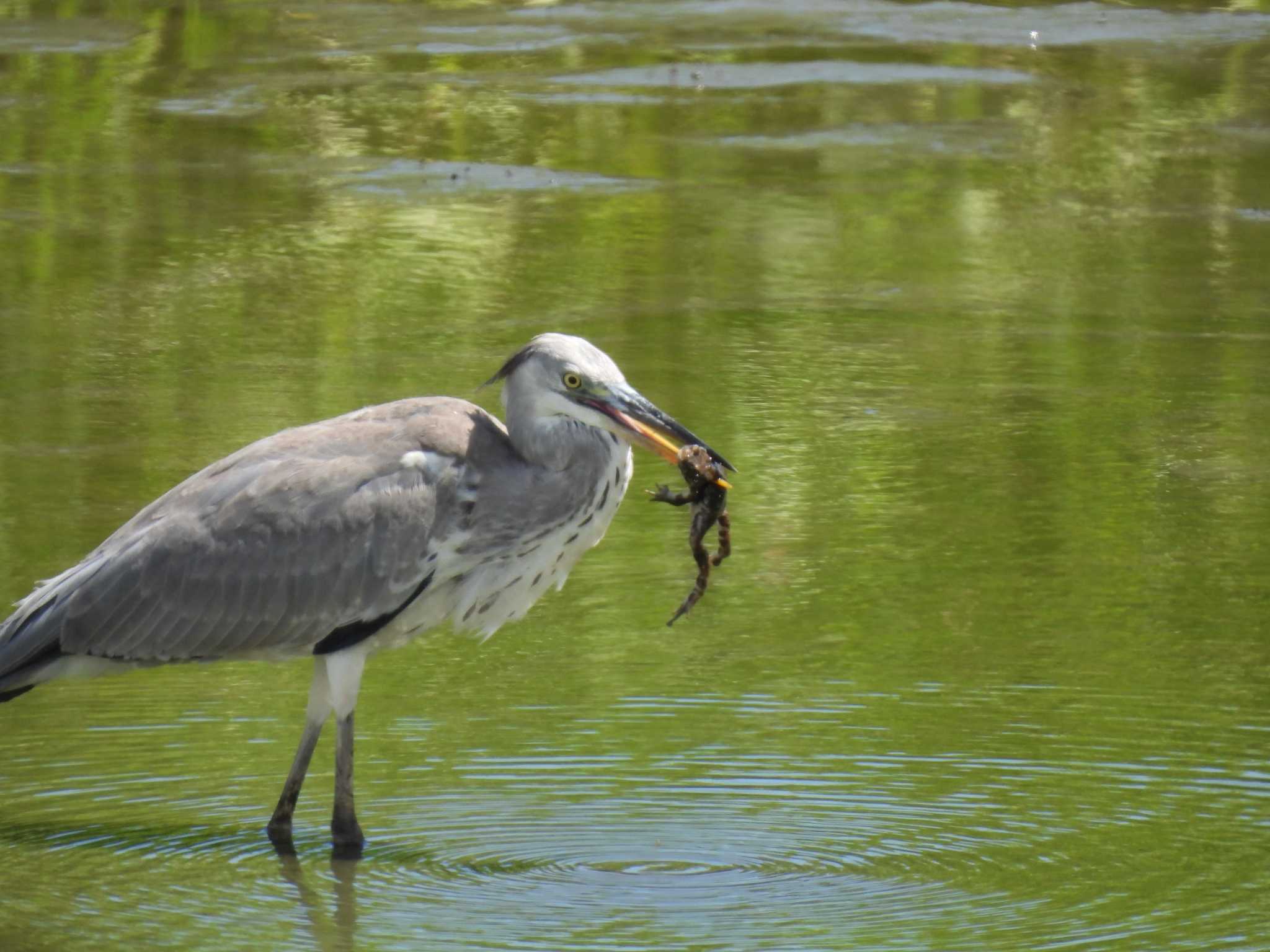 東京港野鳥公園 アオサギの写真