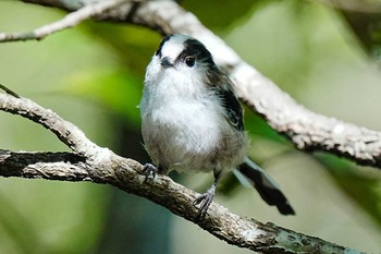 Sat, 9/2/2023 Birding report at 愛知県緑化センター 昭和の森