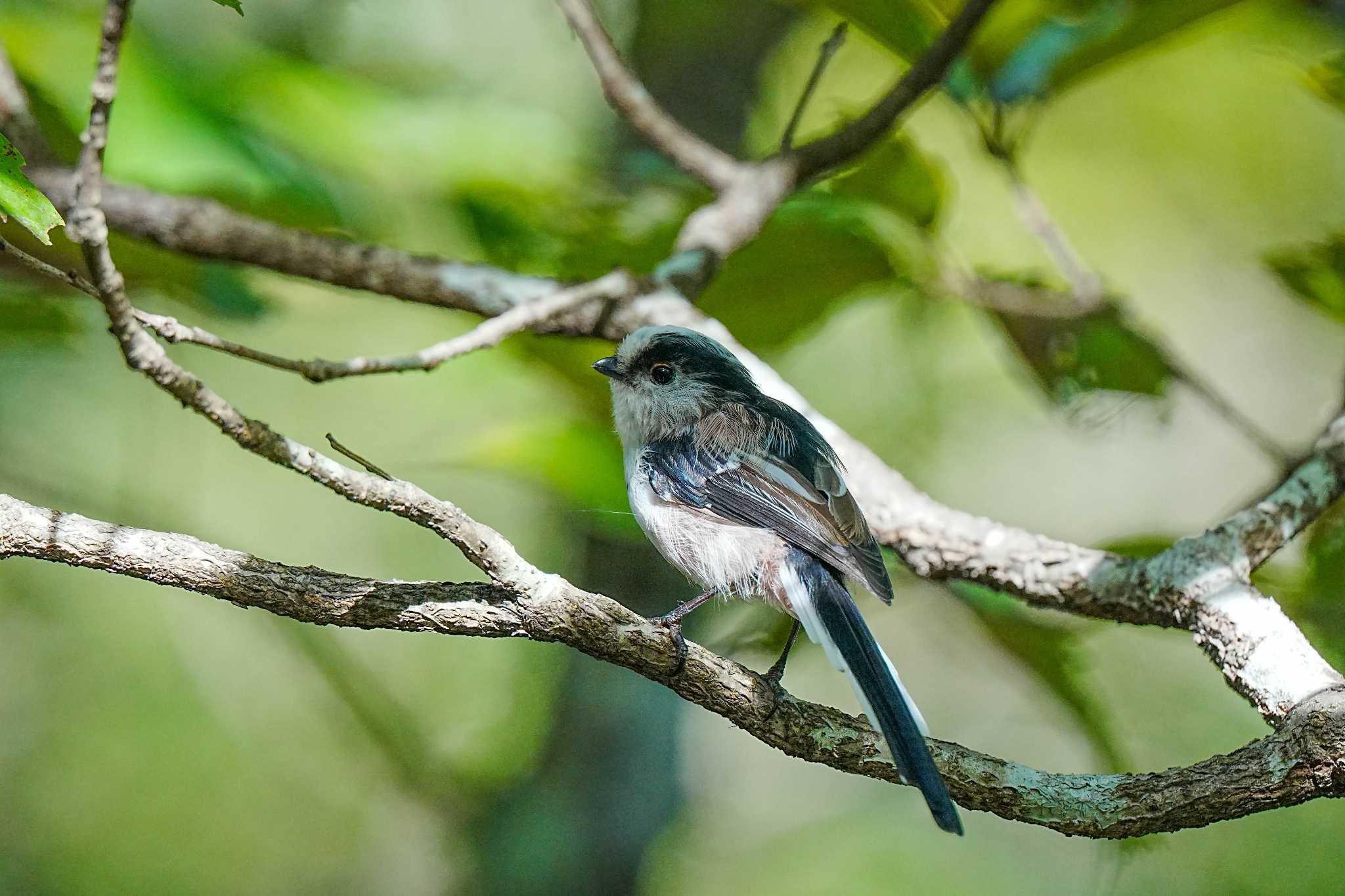 愛知県緑化センター 昭和の森 エナガの写真