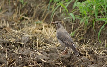 2018年9月1日(土) 浅羽ビオトープの野鳥観察記録