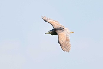 Black-crowned Night Heron 城沼 Sun, 8/6/2023