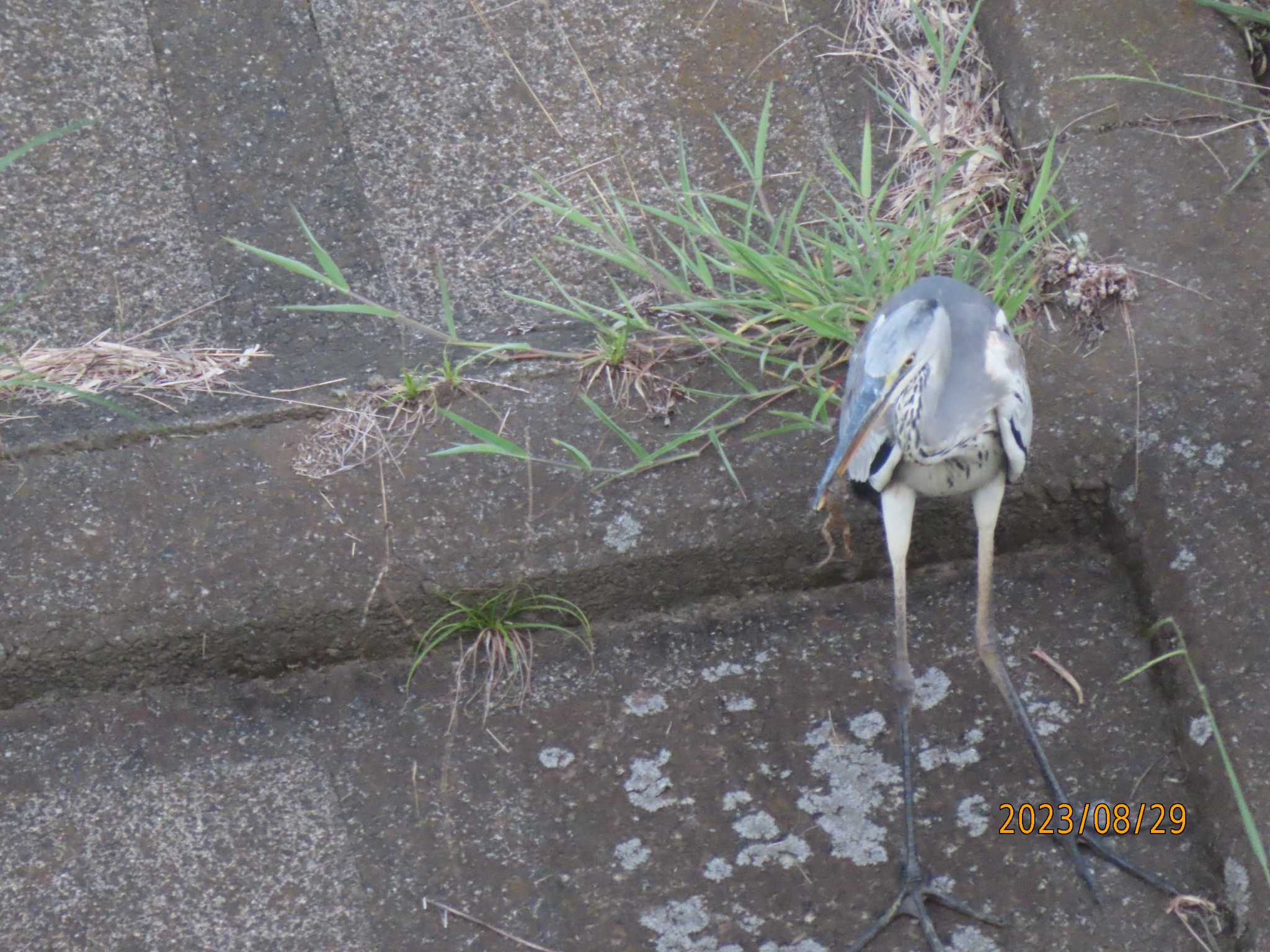 境川 アオサギの写真