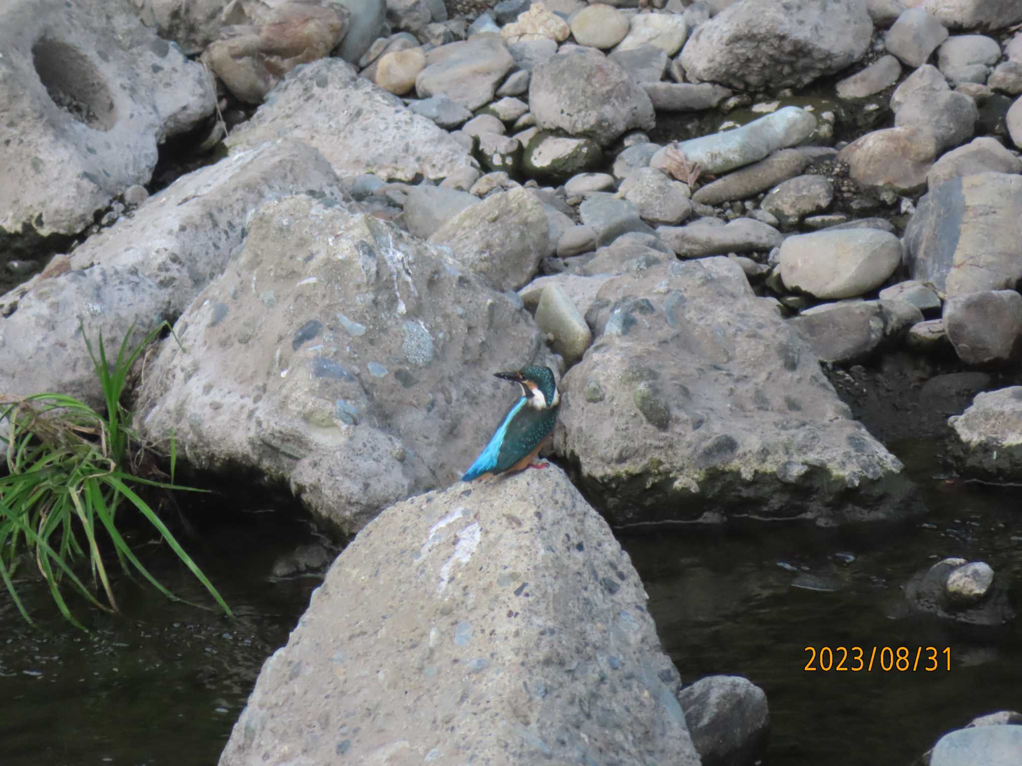 境川 カワセミの写真