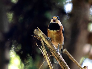 2023年8月30日(水) 長崎県の野鳥観察記録