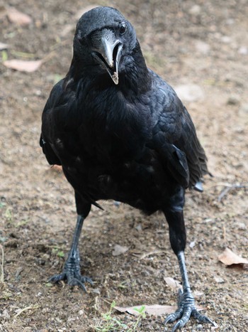 Carrion Crow 長崎県 Sat, 9/2/2023