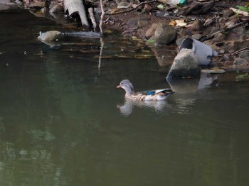 Mandarin Duck 長崎県 Sat, 9/2/2023