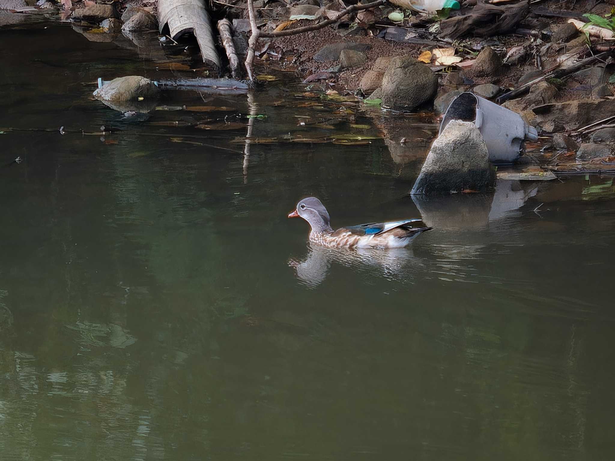 Mandarin Duck