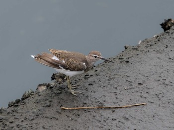 Common Sandpiper 長崎県 Sat, 9/2/2023