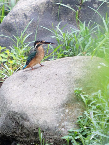 Common Kingfisher 長崎県 Sat, 9/2/2023