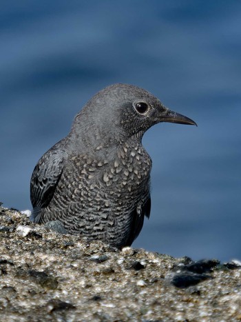 Blue Rock Thrush 長崎県 Thu, 8/31/2023