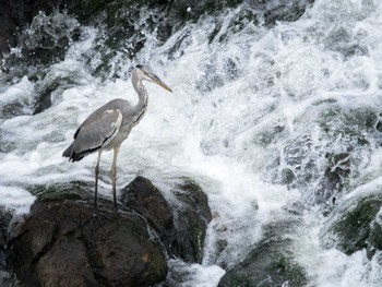 Grey Heron 長崎県 Sat, 9/2/2023