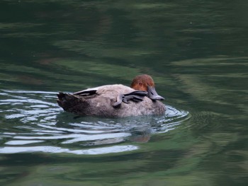 Common Pochard 長崎県 Sat, 9/2/2023