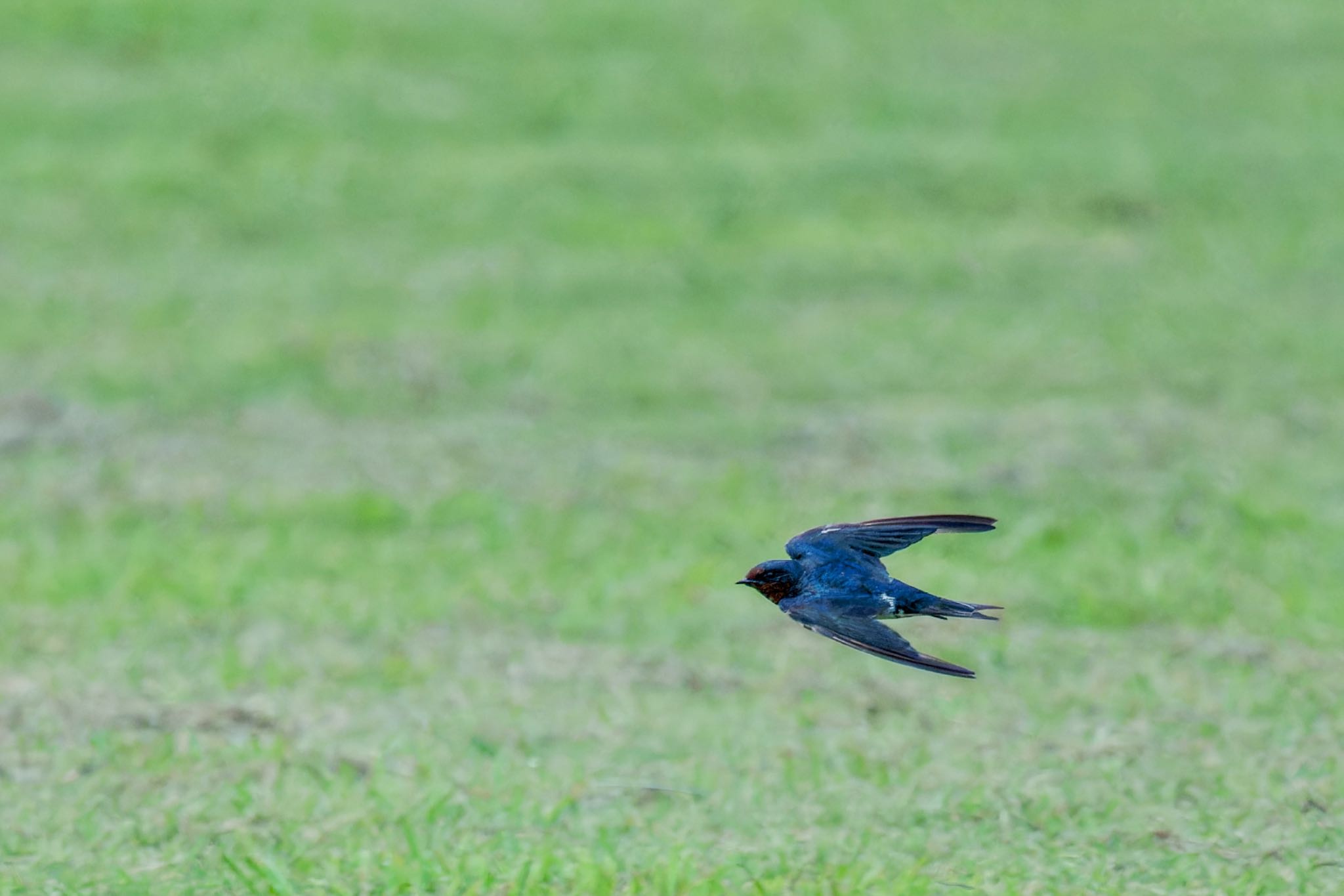 Barn Swallow