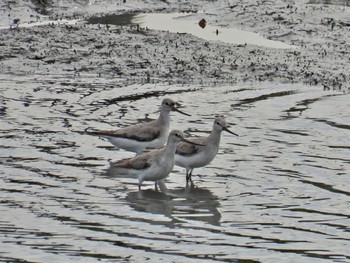 Terek Sandpiper 土留木川河口(東海市) Sat, 9/2/2023