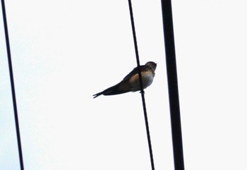 Red-rumped Swallow 下呂市(岐阜県) Thu, 8/31/2023