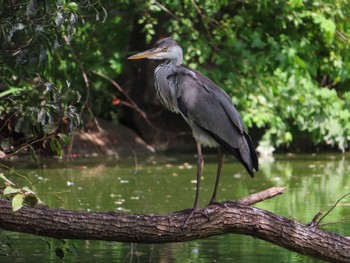 アオサギ 庄和総合公園 2023年9月2日(土)