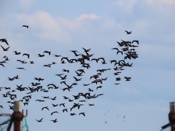 カワウ ふなばし三番瀬海浜公園 2023年9月2日(土)