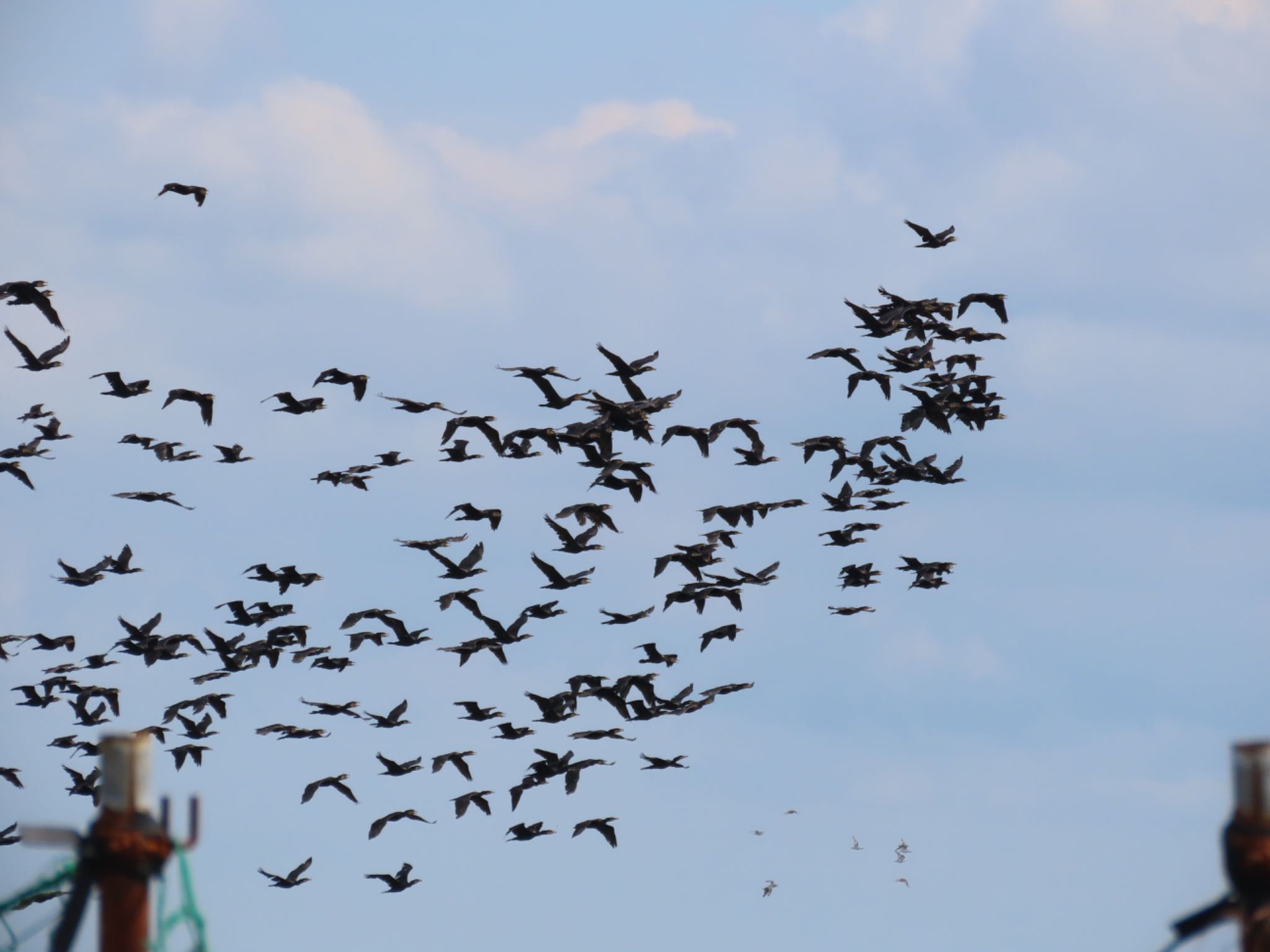 ふなばし三番瀬海浜公園 カワウの写真 by さきやっこ（2号）