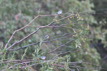 Azure Tit