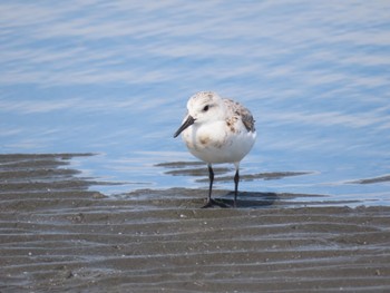 2023年9月2日(土) ふなばし三番瀬海浜公園の野鳥観察記録